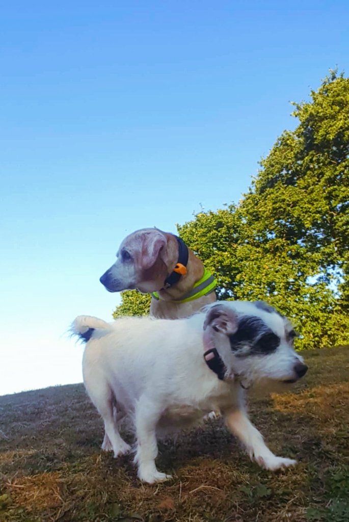 Soaking up the evening sun whilst we still have some.