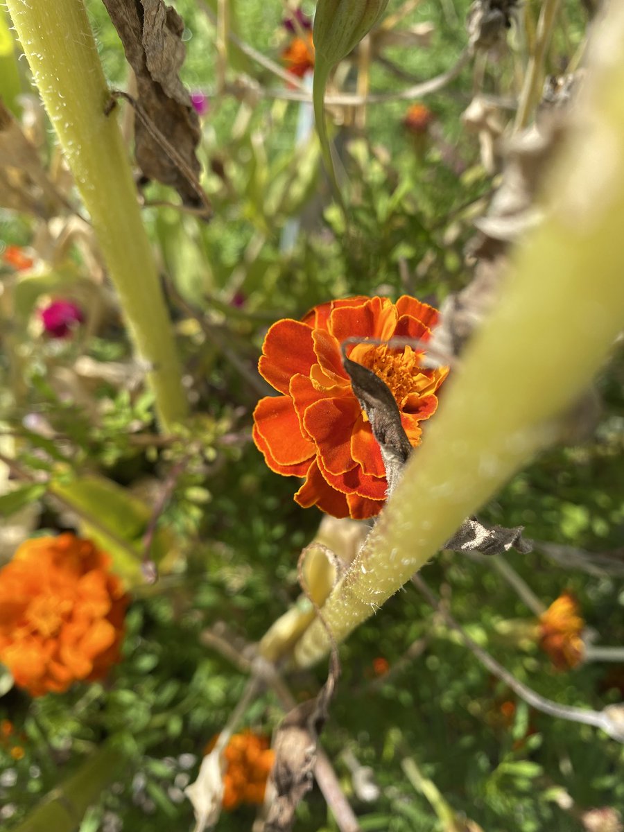 Sonia Zuccaro tweet media