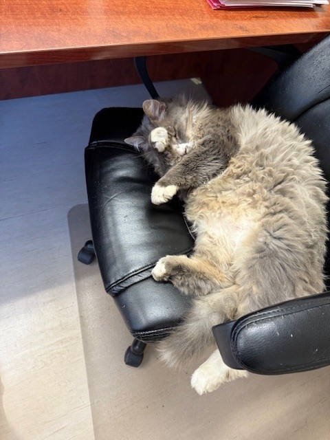 HeatherdownRV's tweet photo. Roman’s not stressed about Mondays—and your RV or boat shouldn’t be either.
Gates, cameras, and a cat supervisor = peace of mind. 😼
📞 780-967-2667 | 🌐 https://t.co/LsQeAQGal0
#HeatherdownRVStorage #RVCat #rvstorage #rvlife #boatstorage #boatlife #catsofrvs https://t.co/dRAYwddGUT