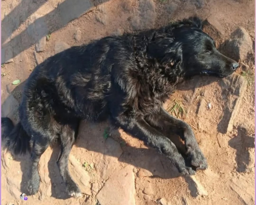 El Criminal de Villarrica ya tendría rostro y nombre..

<a href="/defensanimalpy/">Dirección Nacional de Defensa Animal</a> ya está impulsando vía Fiscalia, Justicia ⁉️
La perra está Viva gracias a la sociedad que defiende como puede la Vida de Seres Vivos y el INÚTIL Héctor Rubin ya levantó su .. de la silla??