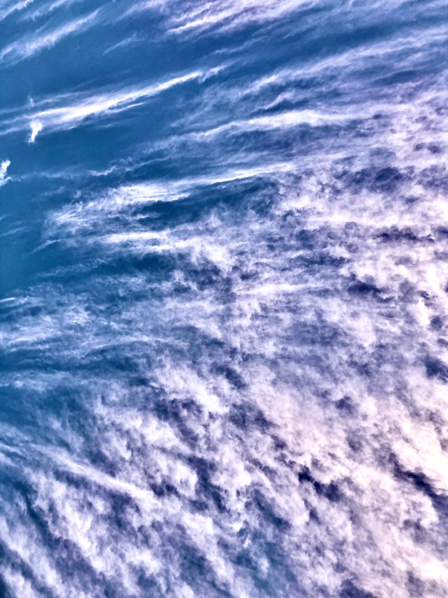 It's a whole herd...