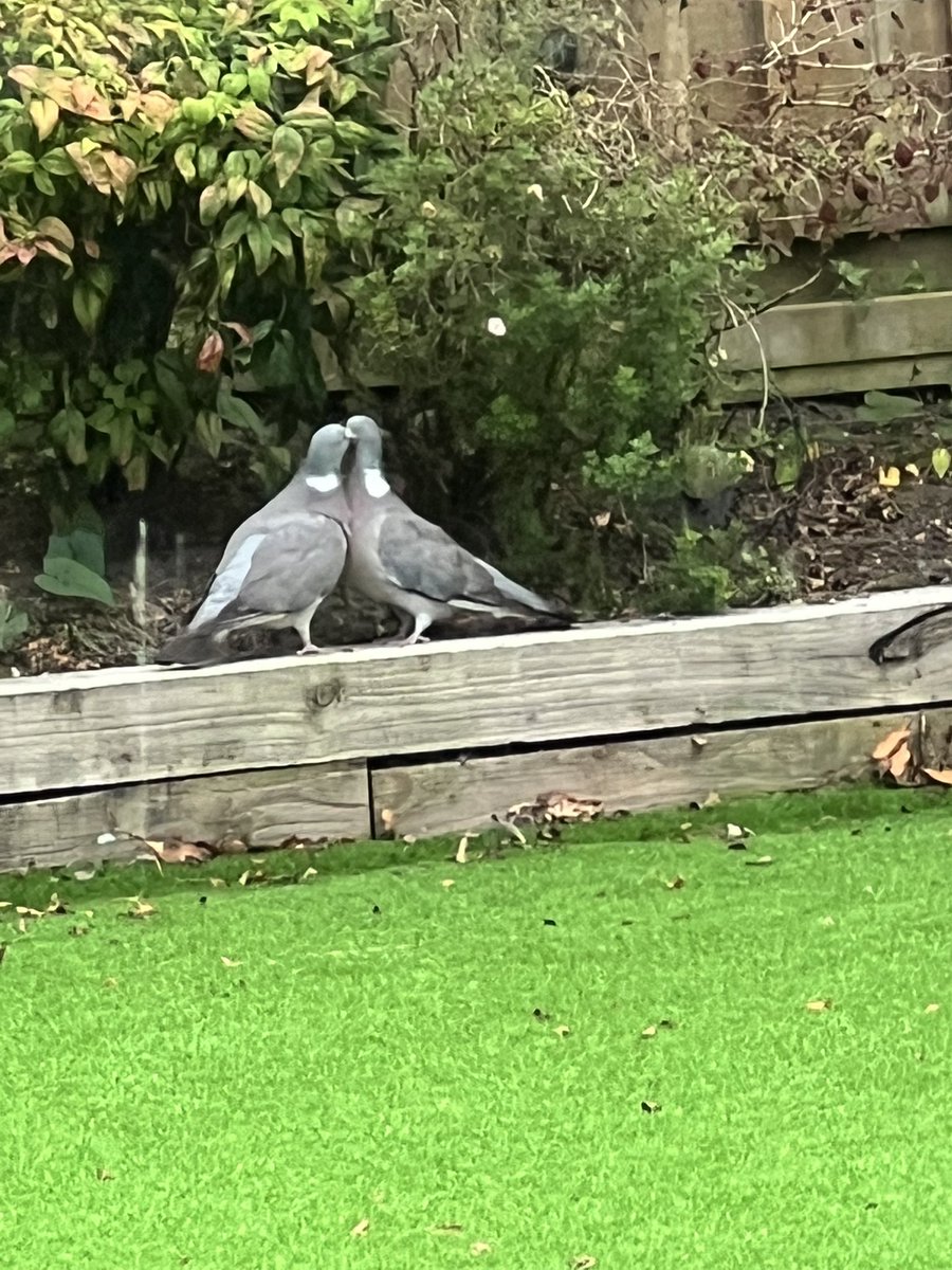 🐦 🐦 ❤️