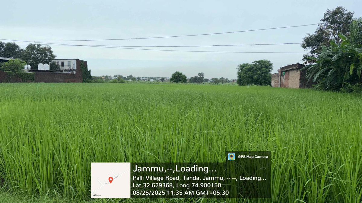 KVK Samba@OFFICIAL (@sambakvk) on Twitter photo Field visit at Panchayat palli in Samba, adopted by Hon'ble PM of India.
Crop -Paddy
Variety- B-370
Crop condition- Good <a href="/AgriGoI/">Agriculture INDIA</a> <a href="/atari1icar/">ICAR-ATARI, Ludhiana</a> <a href="/ChouhanShivraj/">Shivraj Singh Chouhan</a> <a href="/diprjk/">Information & PR, J&K</a> <a href="/OfficeOfLGJandK/">Office of LG J&K</a> <a href="/PMOIndia/">PMO India</a> <a href="/radionews_jammu/">Akashvani News Jammu</a> <a href="/SKUASTJammu/">SKUAST- Jammu</a> Field visit at Panchayat palli in Samba, adopted by Hon'ble PM of India.
Crop -Paddy
Variety- B-370
Crop condition- Good <a href="/AgriGoI/">Agriculture INDIA</a> <a href="/atari1icar/">ICAR-ATARI, Ludhiana</a> <a href="/ChouhanShivraj/">Shivraj Singh Chouhan</a> <a href="/diprjk/">Information & PR, J&K</a> <a href="/OfficeOfLGJandK/">Office of LG J&K</a> <a href="/PMOIndia/">PMO India</a> <a href="/radionews_jammu/">Akashvani News Jammu</a> <a href="/SKUASTJammu/">SKUAST- Jammu</a>