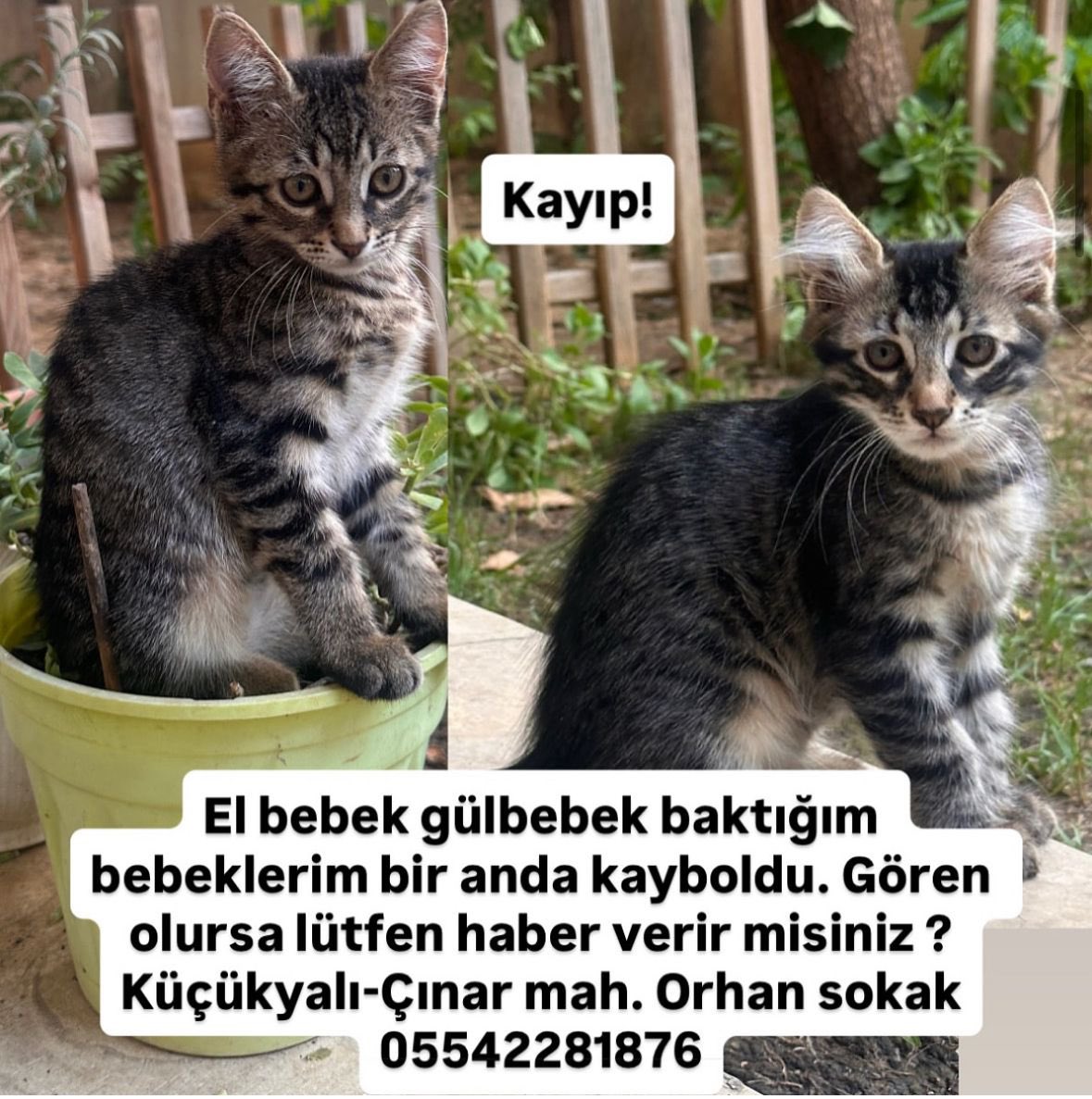 Bu bebekler yaşadıkları bahçeden kayboldu. Maltepe Küçükyalı Çınar Mahallesi’nden. Lütfen paylaşır mısınız 😢