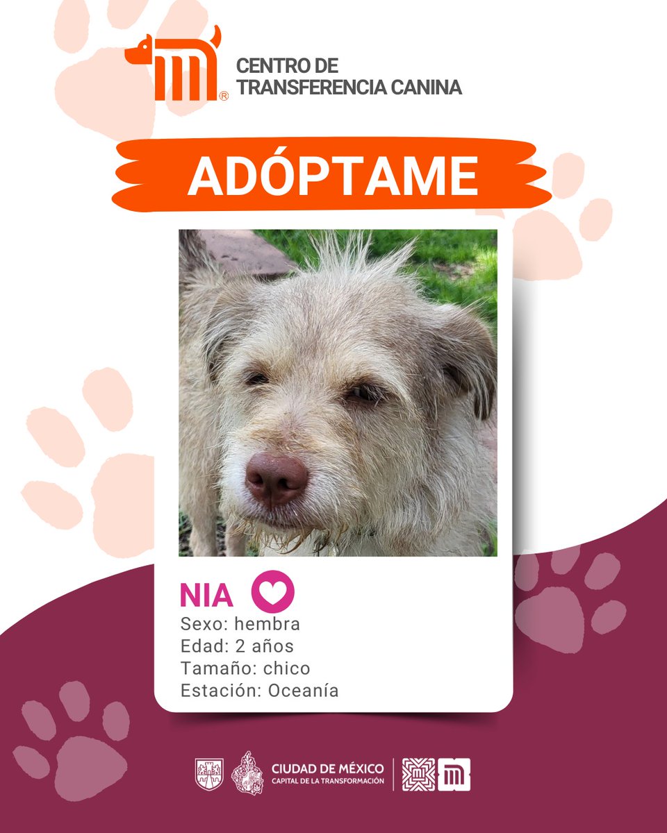 MetroCDMX (@metrocdmx) on Twitter photo "Nia" está en busca de una familia, si deseas darle la oportunidad de ser adoptada comunícate con el <a href="/ctcdelmetro/">CTC del Metro</a>, vía e-mail a: ctc@metro.cdmx.gob.mx
Consulta requisitos de adopción en 👉🏼 bit.ly/41Z16Cd 🐾 #AdoptaNoCompres 🐶🏡 "Nia" está en busca de una familia, si deseas darle la oportunidad de ser adoptada comunícate con el <a href="/ctcdelmetro/">CTC del Metro</a>, vía e-mail a: ctc@metro.cdmx.gob.mx
Consulta requisitos de adopción en 👉🏼 bit.ly/41Z16Cd 🐾 #AdoptaNoCompres 🐶🏡