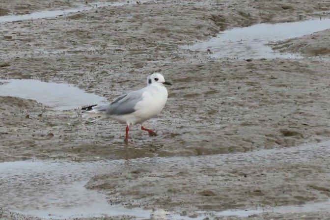 Some good birds recently in Cambs and Kent recently. Highlights are Guillemot, finding a White-winged Tern at Oare (and catching up with one at Fen Drayton), Bonaparte's Gull, Whimbrel Water Rail and a Beaver!