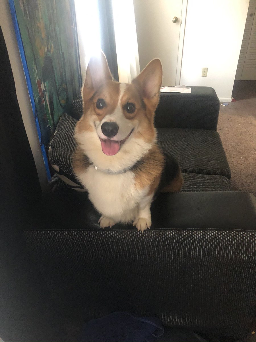 About 95% sure someone stole my dog Bentley from my sitters backyard this morning.

He was last seen around 31st and Gordon street earlier today , he is 7 years old and literally so important to me. 

Please help me recover Bentley asap. I will not call authorities if returned.