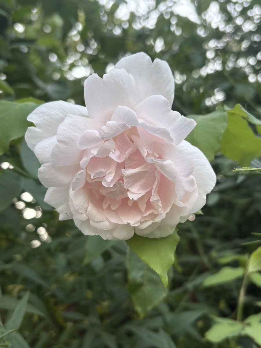 Today’s favourite rose - Mme Alfred
Carrière - big and beautiful and a scent reminiscent of watermelon #roses #myroses #mygarden #gardening #gardeningx #gardeningtwitter