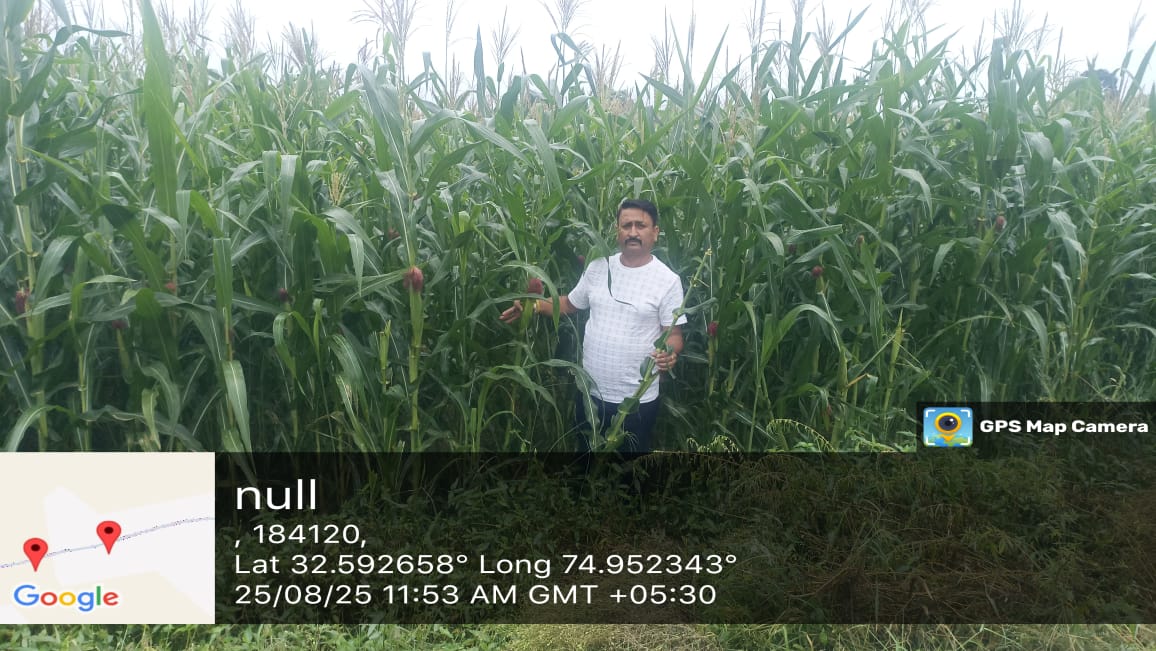 KVK Samba@OFFICIAL (@sambakvk) on Twitter photo Today field visit in Pyt dhamore .Monitored the Maize Crop.Crop is in good condition <a href="/AgriGoI/">Agriculture INDIA</a>
<a href="/atari1icar/">ICAR-ATARI, Ludhiana</a> <a href="/ChouhanShivraj/">Shivraj Singh Chouhan</a> <a href="/diprjk/">Information & PR, J&K</a> <a href="/SKUASTJammu/">SKUAST- Jammu</a> Today field visit in Pyt dhamore .Monitored the Maize Crop.Crop is in good condition <a href="/AgriGoI/">Agriculture INDIA</a>
<a href="/atari1icar/">ICAR-ATARI, Ludhiana</a> <a href="/ChouhanShivraj/">Shivraj Singh Chouhan</a> <a href="/diprjk/">Information & PR, J&K</a> <a href="/SKUASTJammu/">SKUAST- Jammu</a>