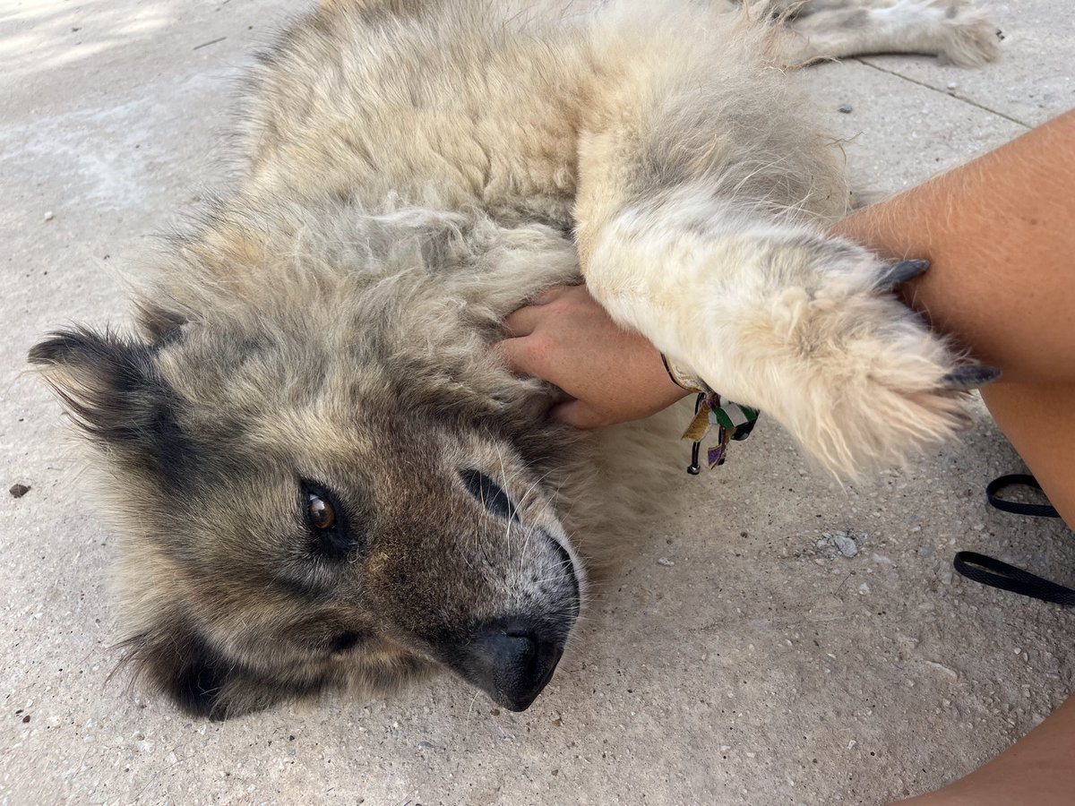 Protectora de Málaga (@protemalaga) on Twitter photo Pepa, 8 años, Mestiza.
Tranquila y dulce.
Fue encontrada en el vertedero, aterrada y llena de mordiscos🥺
Sociable con perros y gatos🐶🐱
Pasea estupendamente con la correa, sin tirones🦮
Es algo tímida, pero adora los mimitos y tomar el sol 💆🏼♀️❤️
💌: modulot@protectoramalaga.com Pepa, 8 años, Mestiza.
Tranquila y dulce.
Fue encontrada en el vertedero, aterrada y llena de mordiscos🥺
Sociable con perros y gatos🐶🐱
Pasea estupendamente con la correa, sin tirones🦮
Es algo tímida, pero adora los mimitos y tomar el sol 💆🏼♀️❤️
💌: modulot@protectoramalaga.com