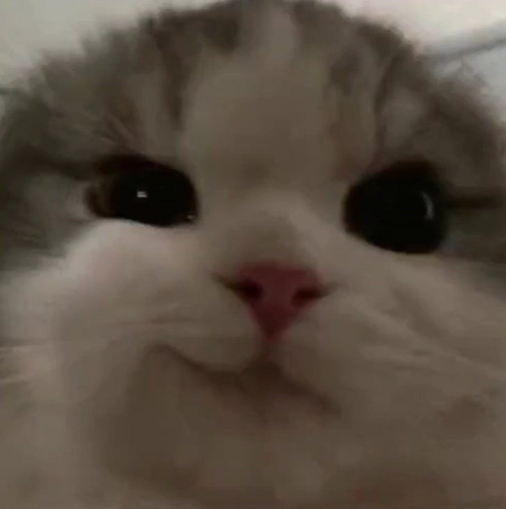 Cute cat meme expressing favoritism for Jupiter aggregator