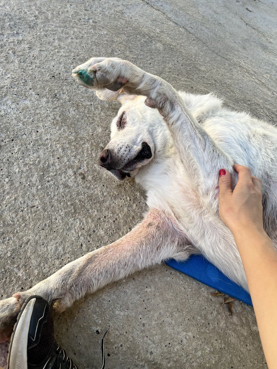 Protectora de Málaga (@protemalaga) on Twitter photo Blanca, 6 años, Mastín.
Cariñosa y divertida.
La encontraron en el campo en un pésimo estado🤕
Está casi recuperada al 100% y no le faltan las ganas de vivir🤩
Es súper sociable, cariñosa y pasea bien con la correa🦮
¡Es la compañera perfecta!❤️🐾
💌: modulot@protectoramalaga.com Blanca, 6 años, Mastín.
Cariñosa y divertida.
La encontraron en el campo en un pésimo estado🤕
Está casi recuperada al 100% y no le faltan las ganas de vivir🤩
Es súper sociable, cariñosa y pasea bien con la correa🦮
¡Es la compañera perfecta!❤️🐾
💌: modulot@protectoramalaga.com