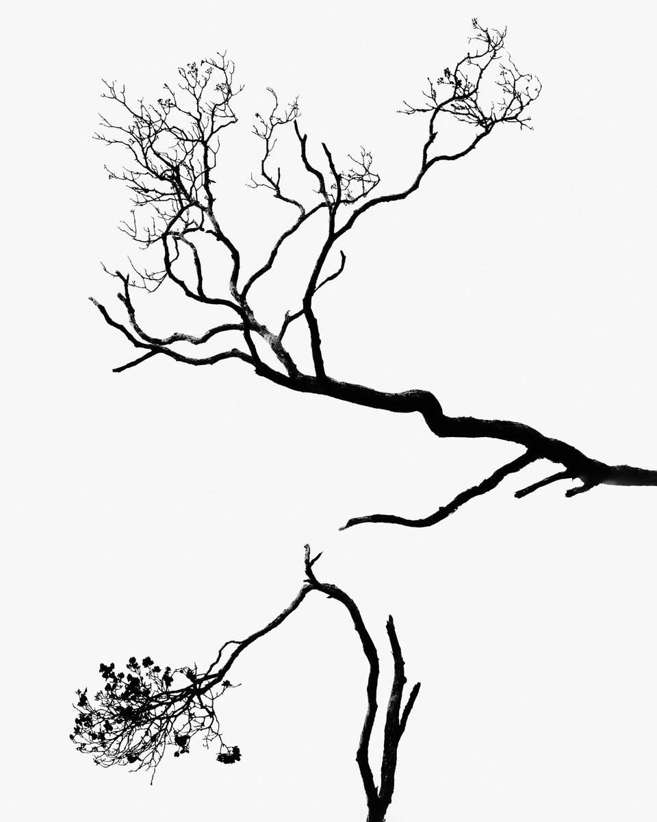 jerad armijo tweet media