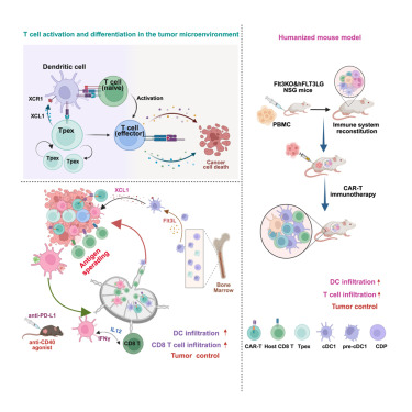 LabWaggoner's tweet image. Engineered T cells stimulate dendritic cell recruitment and antigen spreading for potent anti-tumor immunity @CellRepMed 
cell.com/cell-reports-m… 🇨🇳