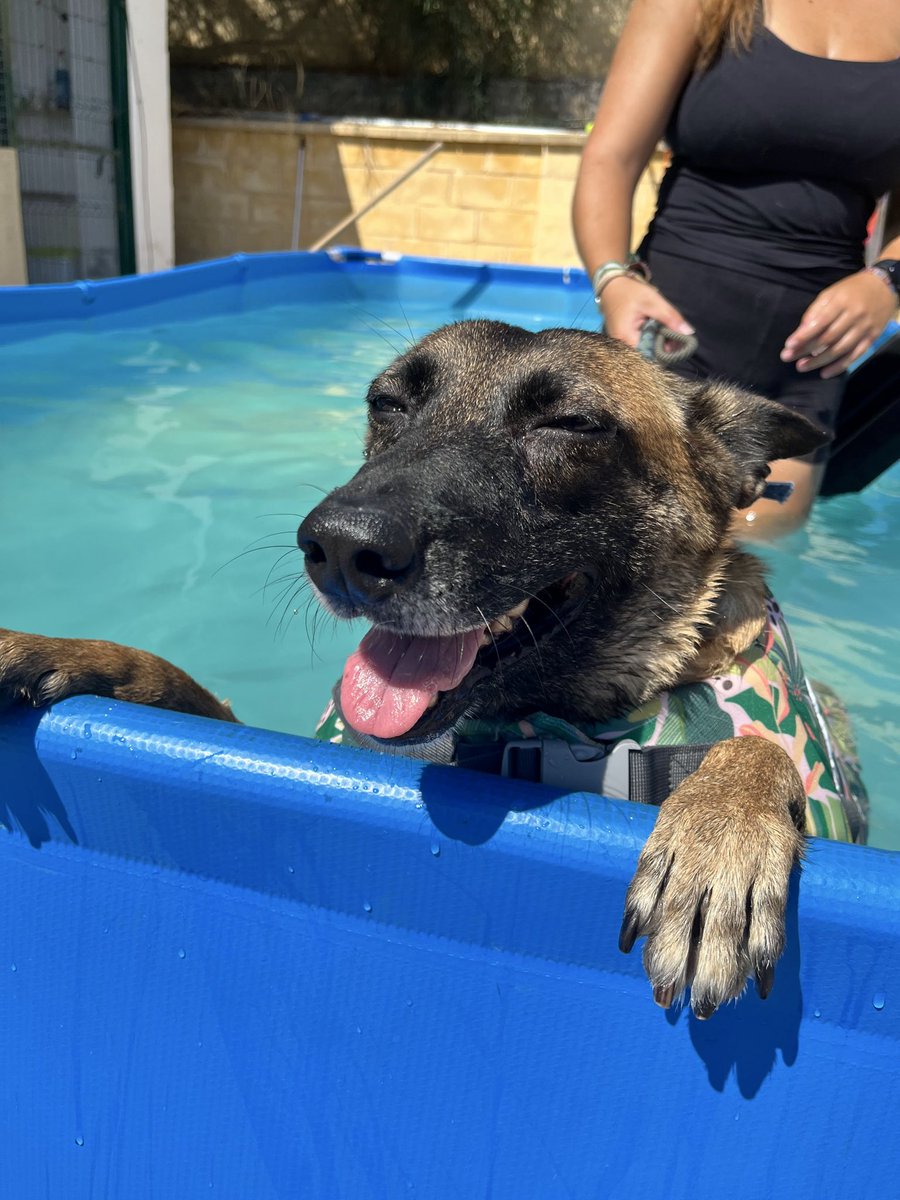 Protectora de Málaga (@protemalaga) on Twitter photo Lana, 2 años, Cruce Pastor Belga Malinois.
Sociable y mimosa.
Fue encontrada en la calle tras haber parido💔
Es muy sociable con personas (con quienes adora estar🥰) y con otros perros 🐶
Pasea de 10 con la correa🦮 y tiene una energía media-alta⚡️
💌:modulot@protectoramalaga.com Lana, 2 años, Cruce Pastor Belga Malinois.
Sociable y mimosa.
Fue encontrada en la calle tras haber parido💔
Es muy sociable con personas (con quienes adora estar🥰) y con otros perros 🐶
Pasea de 10 con la correa🦮 y tiene una energía media-alta⚡️
💌:modulot@protectoramalaga.com