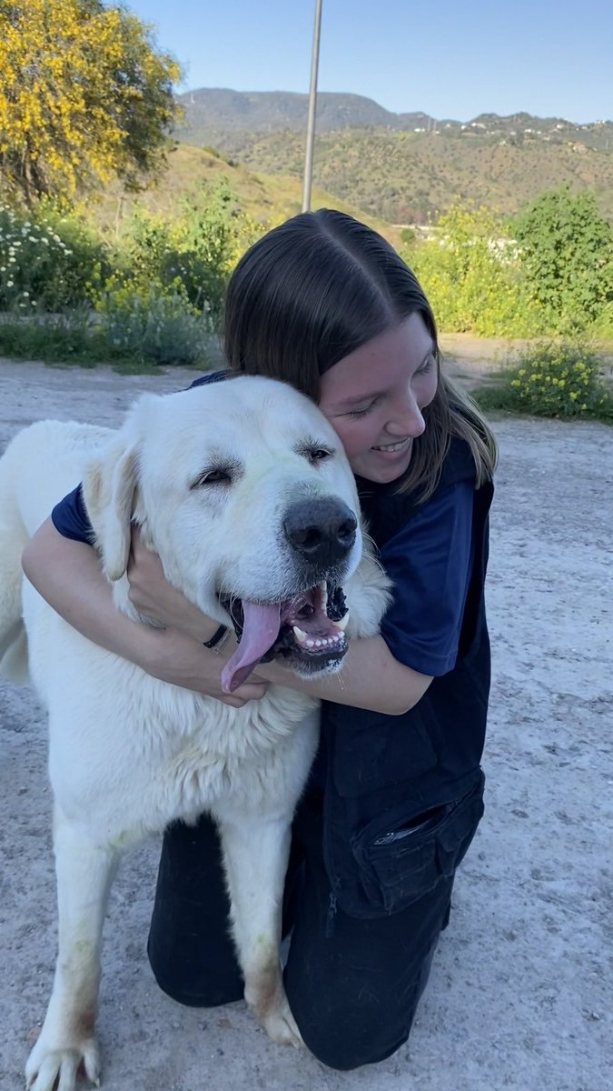 Protectora de Málaga (@protemalaga) on Twitter photo Koko, 13/9/2019, tamaño grande
Nuestro Koko llegó con su hermano desde la perrera y aunque su tamaño imponga, solo hay que ver la sonrisa tan mona que tiene para enamorarse. Es un amor con personas, sociable con perros y con muchas ganas de vivir.
📩:moduloc@protectoramalaga.com Koko, 13/9/2019, tamaño grande
Nuestro Koko llegó con su hermano desde la perrera y aunque su tamaño imponga, solo hay que ver la sonrisa tan mona que tiene para enamorarse. Es un amor con personas, sociable con perros y con muchas ganas de vivir.
📩:moduloc@protectoramalaga.com