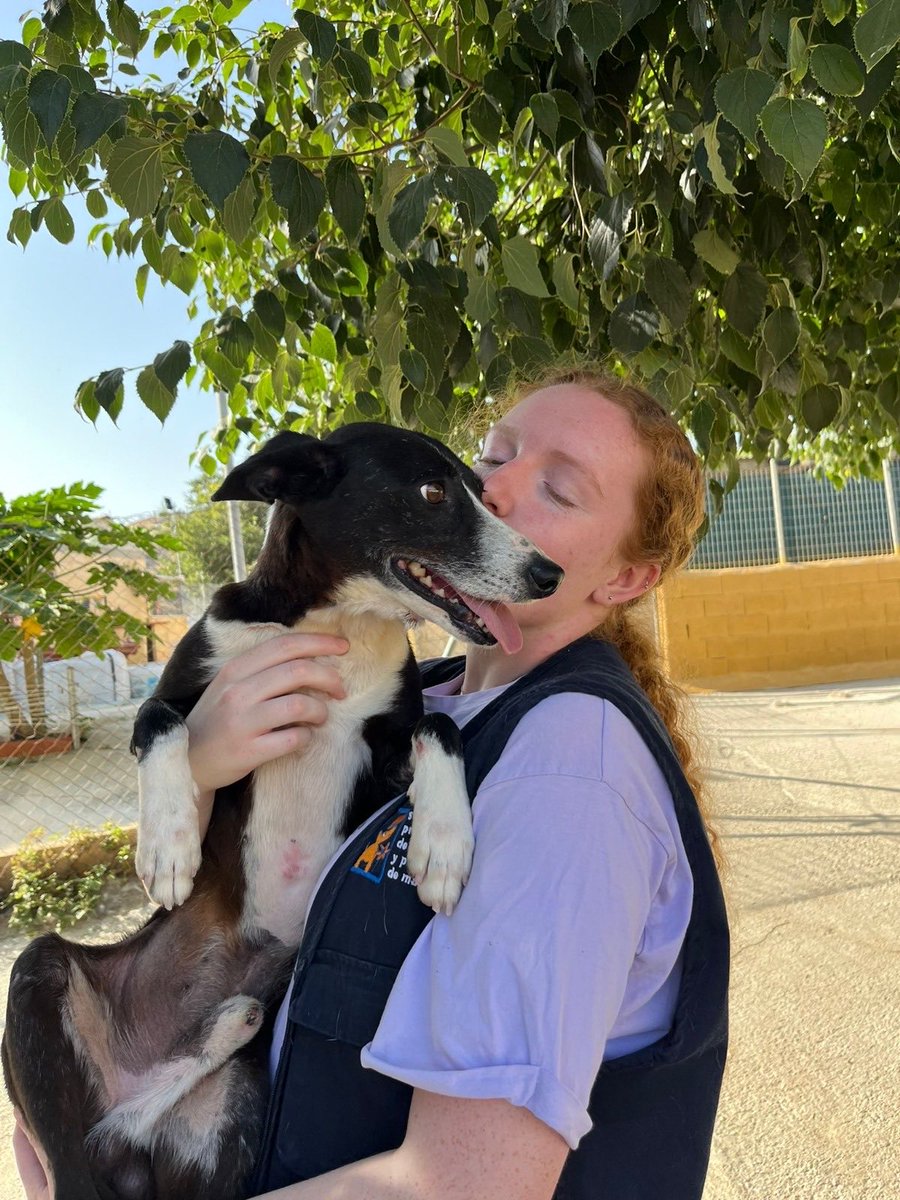 Protectora de Málaga (@protemalaga) on Twitter photo Rayo, 8/9/2019, tamaño pequeño-mediano
Rayo fue rescatado de un cazador, atado y en los huesos. Hoy se recupera poco a poco y aunque es tímido al principio, con amor y paciencia se transforma en un perro adorable, manipulable y muy cariñoso.
📩:moduloc@protectoramalaga.com Rayo, 8/9/2019, tamaño pequeño-mediano
Rayo fue rescatado de un cazador, atado y en los huesos. Hoy se recupera poco a poco y aunque es tímido al principio, con amor y paciencia se transforma en un perro adorable, manipulable y muy cariñoso.
📩:moduloc@protectoramalaga.com