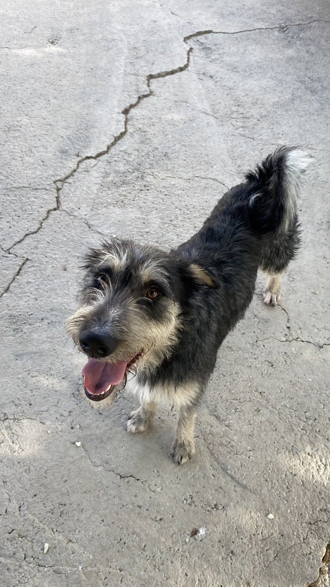 Protectora de Málaga (@protemalaga) on Twitter photo Wally, 1/3/2024, tamaño mediano-grande
Este joven perrete lleno de energía solo quiere jugar, correr y recibir mimos (y muchas salchichas). Es muy sociable, manipulable y con muchas ganas de encontrar familia donde dar y recibir mucho amor
📩:moduloc@protectoramalaga.com Wally, 1/3/2024, tamaño mediano-grande
Este joven perrete lleno de energía solo quiere jugar, correr y recibir mimos (y muchas salchichas). Es muy sociable, manipulable y con muchas ganas de encontrar familia donde dar y recibir mucho amor
📩:moduloc@protectoramalaga.com