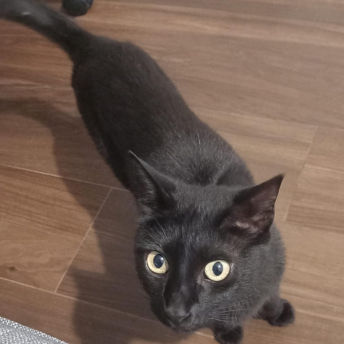 Protectora de Málaga (@protemalaga) on Twitter photo ❤ MIA es una gatita de 2 años increíble, le encanta jugar y comer. Es una gata tranquila con un maullido precioso. Esta deseando conocer una familia que se la lleve y la quiera mucho.
📧 Si quieres darle un hogar, escríbenos a gatos@protectoramalaga.com ❤ MIA es una gatita de 2 años increíble, le encanta jugar y comer. Es una gata tranquila con un maullido precioso. Esta deseando conocer una familia que se la lleve y la quiera mucho.
📧 Si quieres darle un hogar, escríbenos a gatos@protectoramalaga.com