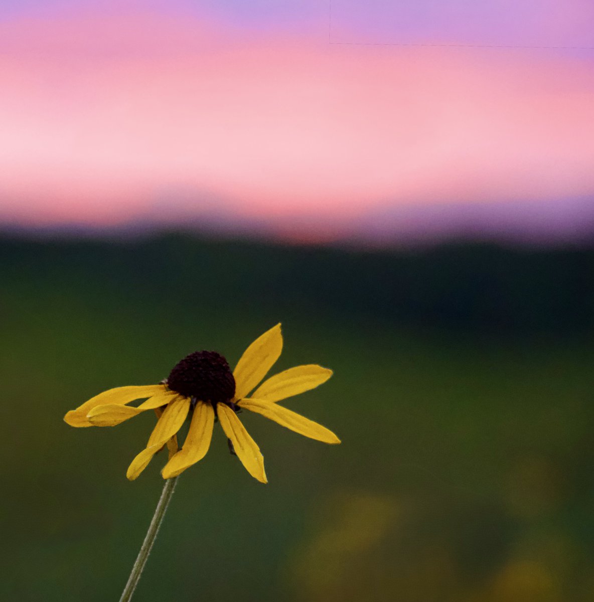 AdmiredArt tweet media