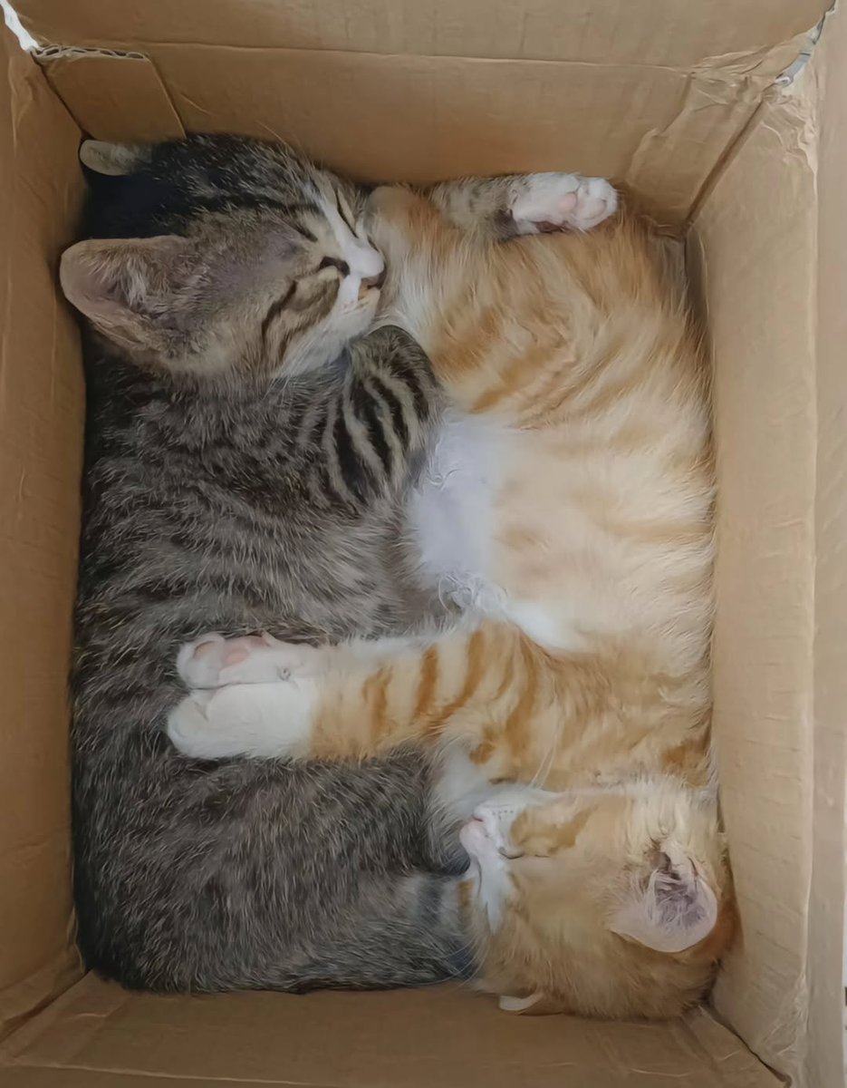smol silly cat (@catsillyness) on Twitter photo 