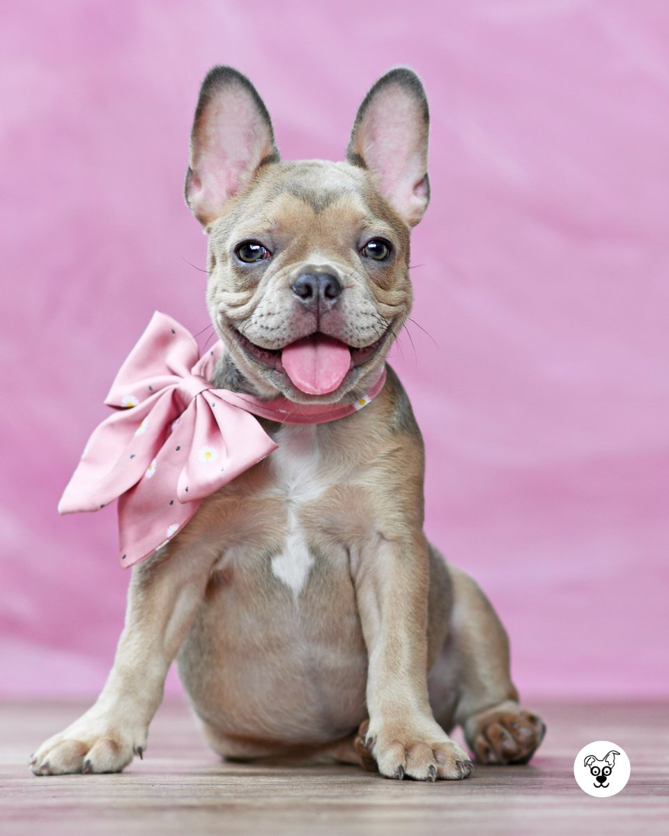 thesopawsome's tweet photo. That post-bath fluff! My Frenchie is feeling fresh and clean. π #FrenchieBath #DogBath #BulldogBath #CleanDog #DogGrooming https://t.co/uShGdupgcg