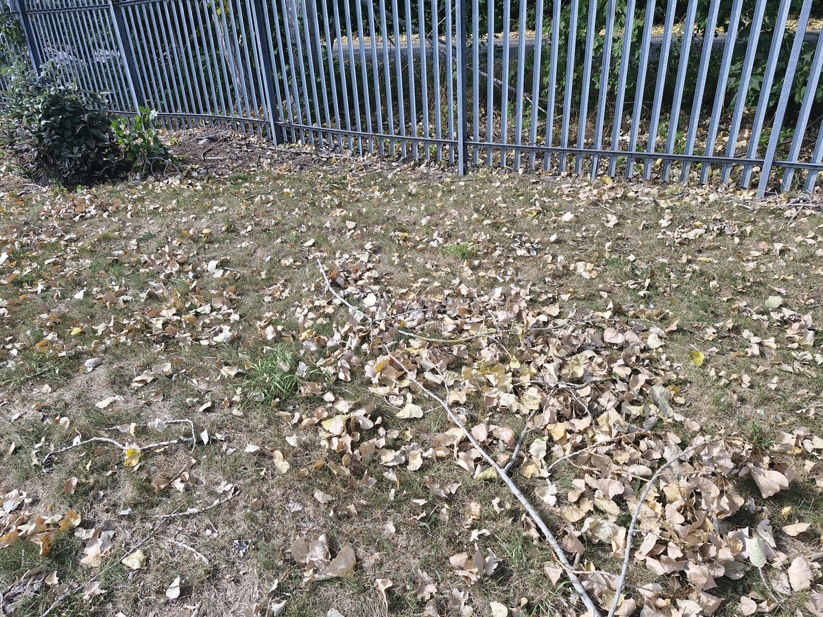 Trees at work are dropping a lot of leaves.
It's 27°c &amp; not yet autumn 🤔