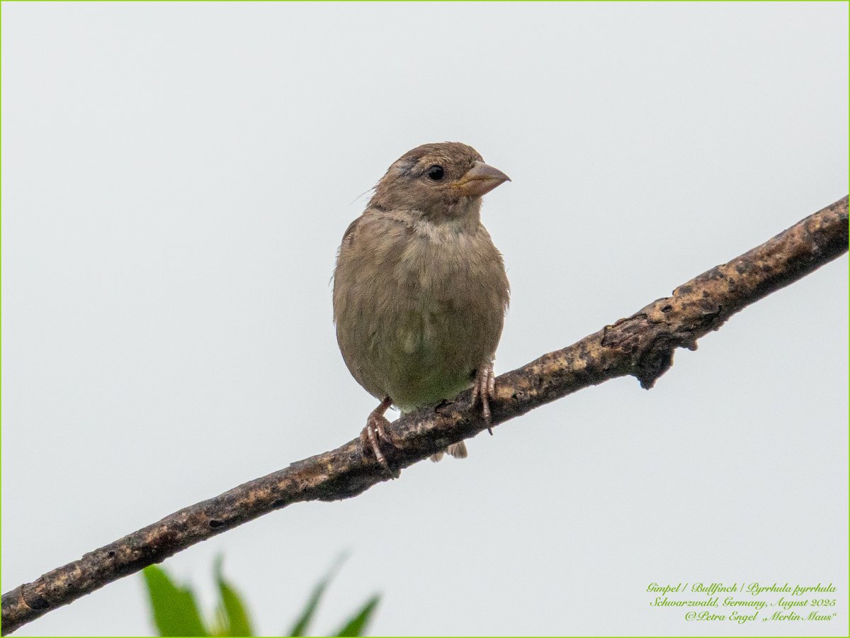 Merlinmaus's tweet image. It's still fledgeling time! Our" bullfinches visited us with their offspring 🐣The parents, especially the male, look a bit worn out after the breeding season😅
🇩🇪Gimpelfamilie mit Nachwuchs🥰 #birds #BirdLovers #TwitterNatureCommunity #NaturePhotography #birdwatching