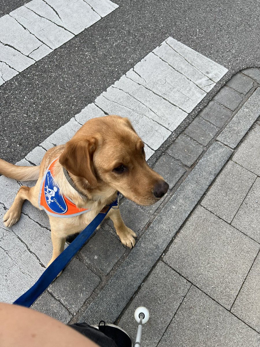 Frauchen sagt, ich soll nicht mitten auf der Straße stehen bleiben und mich am Ohr kratzen. Aber wenn es gerade dann so unaushaltbar juckt….

🦮🦮💚💚
#DieSchneehunde