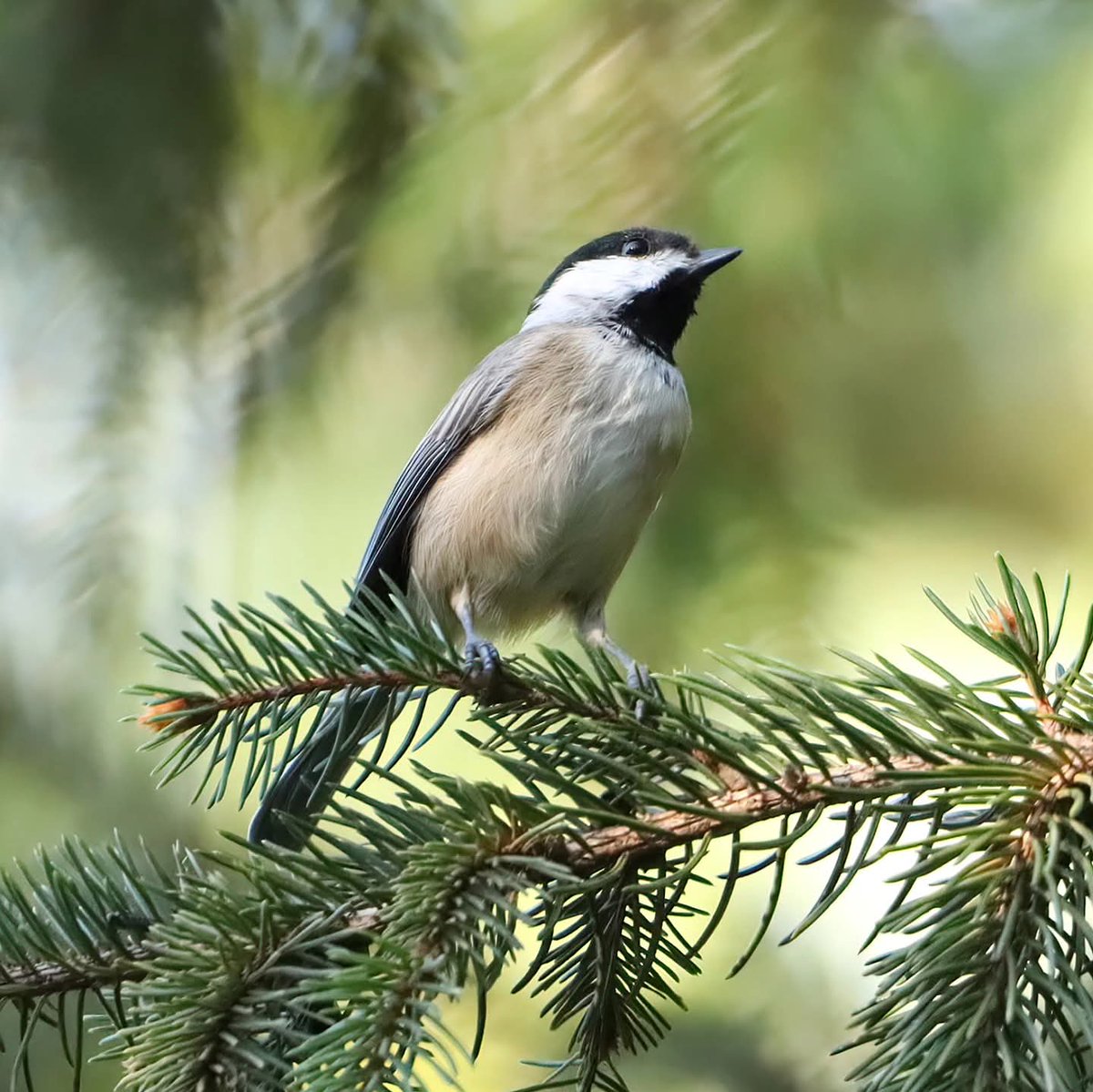 birdhouse_love's tweet photo. Caught this chickadee pausing on a pine branch before it flitted away.
#chickadees #chickadee #ohiobirds #chickadeeantics #ohiobirdworld #birdlife #ohiobirdlovers #birdlovers #birdwatching #birdwatchers #birdwatchersdaily https://t.co/ECofM6xPQ6
