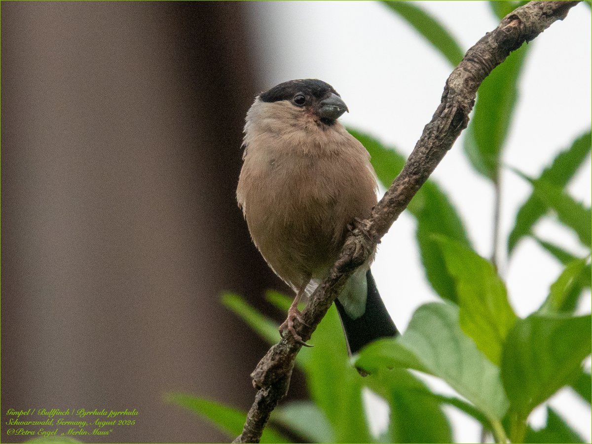 Merlinmaus's tweet image. It's still fledgeling time! Our" bullfinches visited us with their offspring 🐣The parents, especially the male, look a bit worn out after the breeding season😅
🇩🇪Gimpelfamilie mit Nachwuchs🥰 #birds #BirdLovers #TwitterNatureCommunity #NaturePhotography #birdwatching