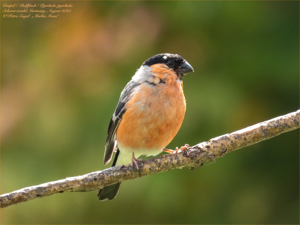 Merlinmaus's tweet image. It's still fledgeling time! Our" bullfinches visited us with their offspring 🐣The parents, especially the male, look a bit worn out after the breeding season😅
🇩🇪Gimpelfamilie mit Nachwuchs🥰 #birds #BirdLovers #TwitterNatureCommunity #NaturePhotography #birdwatching
