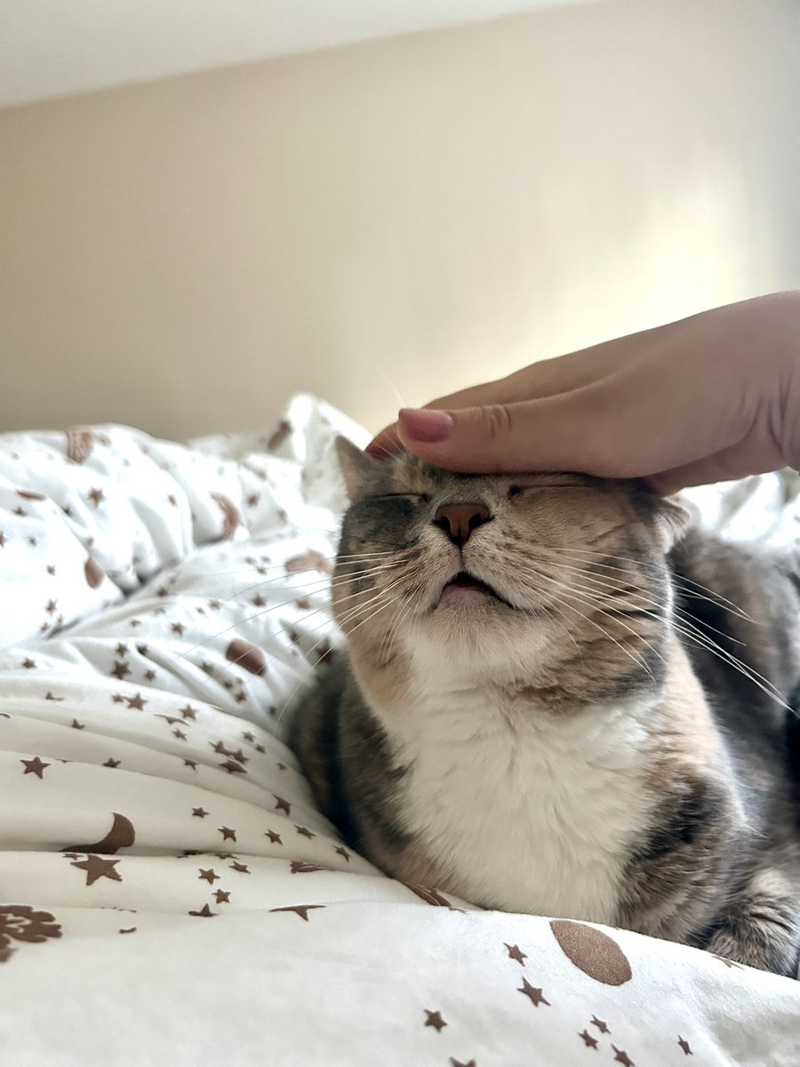 今日は猫さんがくっついてきたので寝坊しました I overslept this morning just because 🐈🥰