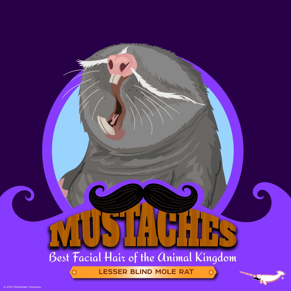 Happy #MustacheMonday!
#MUSTACHES - The #LesserBlinMoleRat has a way-finding mustache! 
2026 #PeppermintNarwhal 
Animal Holiday Calendar - Per-Sale!
Shop #PeppermintNarwhal: peppermintnarwhal.com

International Shoppers visit our store on Etsy:
etsy.com/shop/Peppermin…