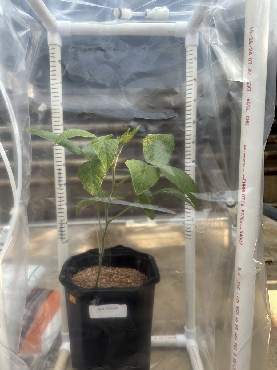 SoybeanResearchInfoNetwork (@soyresearchinfo) on Twitter photo Farmers adopt climate-smart agronomics that fit their operation, but what if soybean varieties reduced GHG emissions? <a href="/vtspes/">VT School of Plant and Environmental Sciences</a> #SoyResearch combines soybean root and NO2 emissions data to lay a foundation to breed climate-smart soybeans. <a href="/UnitedSoy/">United Soybean Board</a> bit.ly/45LRqf5 Farmers adopt climate-smart agronomics that fit their operation, but what if soybean varieties reduced GHG emissions? <a href="/vtspes/">VT School of Plant and Environmental Sciences</a> #SoyResearch combines soybean root and NO2 emissions data to lay a foundation to breed climate-smart soybeans. <a href="/UnitedSoy/">United Soybean Board</a> bit.ly/45LRqf5