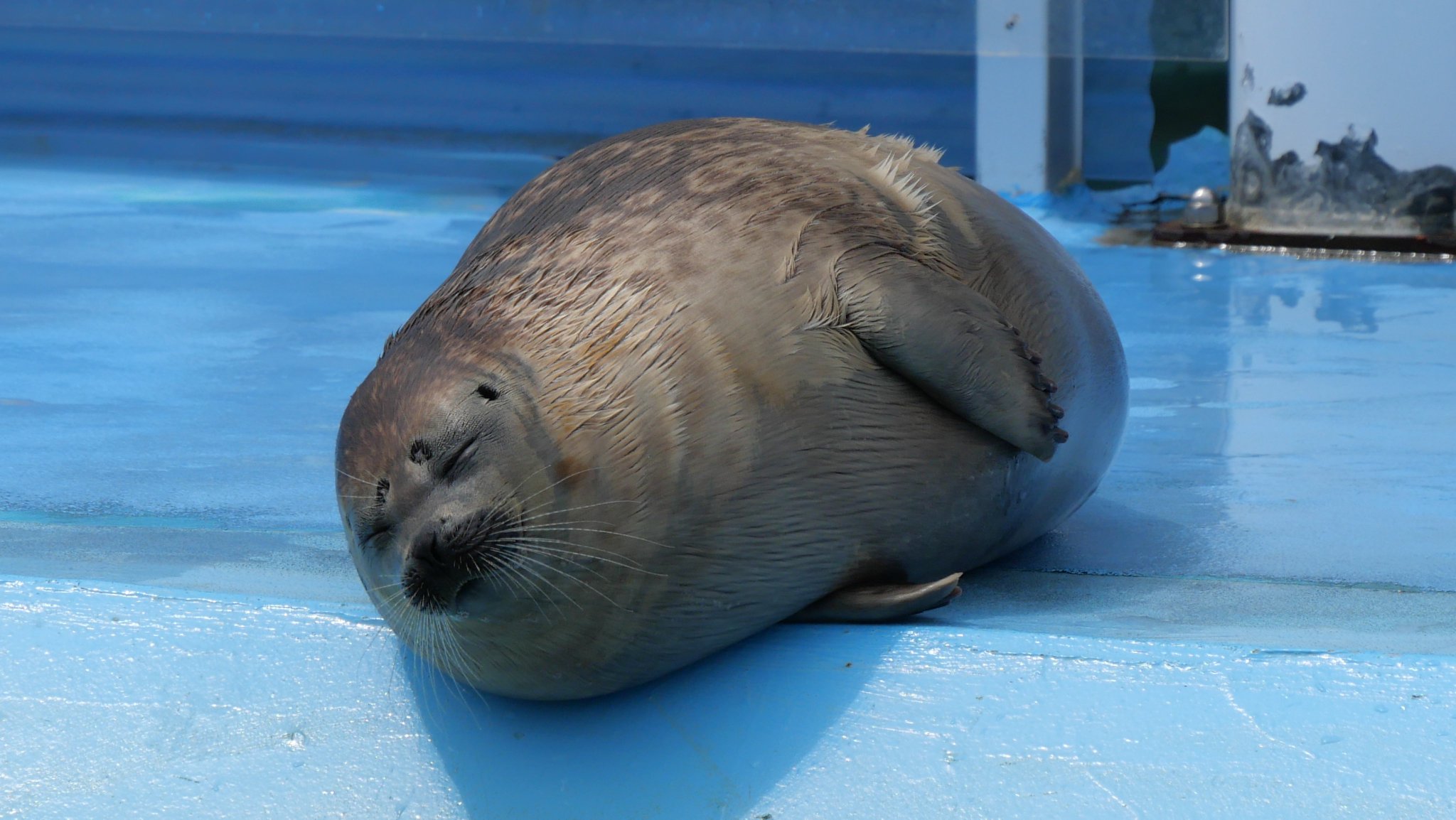 新じゃがいも　RASUKARU 千葉県産 新じゃがいも デストロイヤー グランドペチカ 約1.1kg