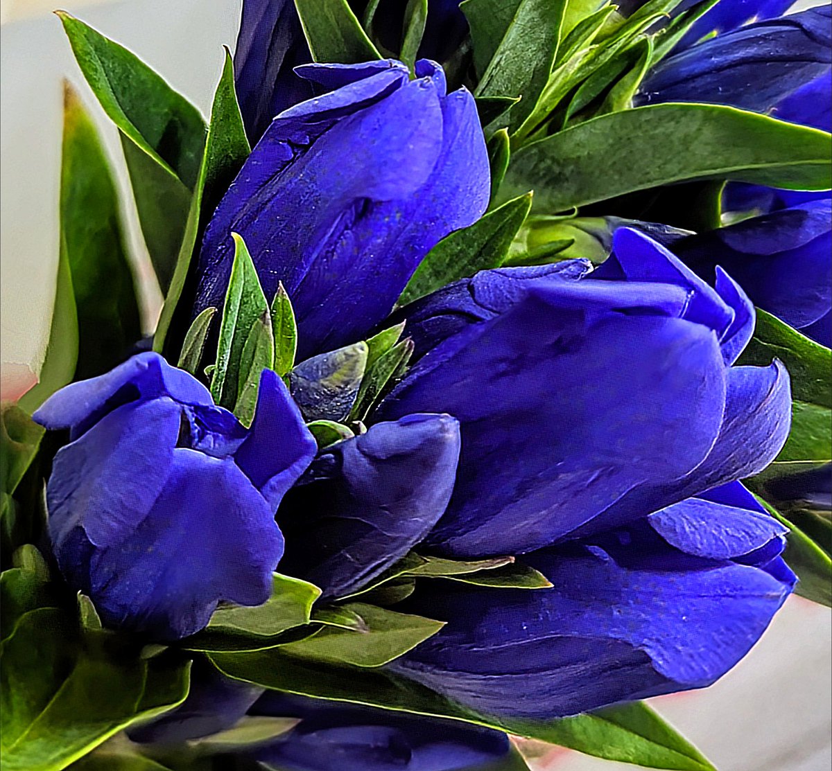 nihonbisou's tweet image. 今回のいけばなの花材のリンドウ✨
漢字では“竜胆”と表記しますが、これは薬草としても使用されるリンドウの根がまるで竜の胆(肝臓)の様にもの凄く苦いことから由来しているそうです👀
相反して、お花はもの凄くきれいで素敵なリンドウさんです😊
#リンドウ #竜胆 #きれい #いけばな #花