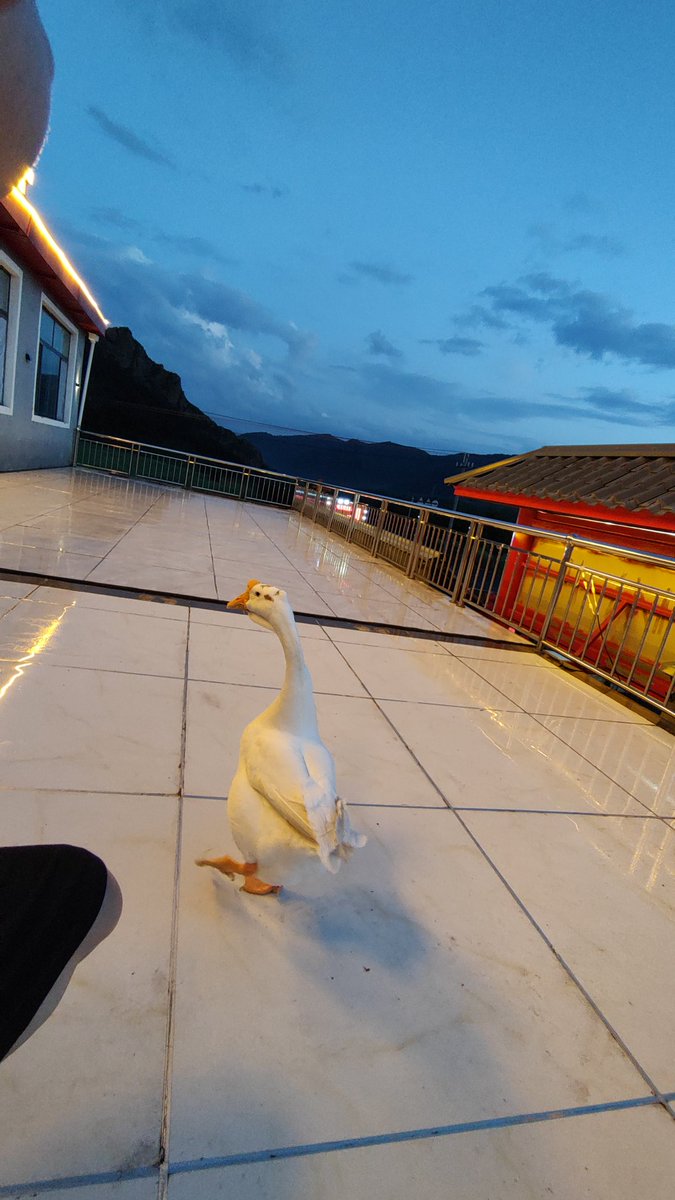 老板说长脖子的叫声不像鹅，确实。鹅叫起来是嘎嘎嘎，他叫的比较像麻雀。