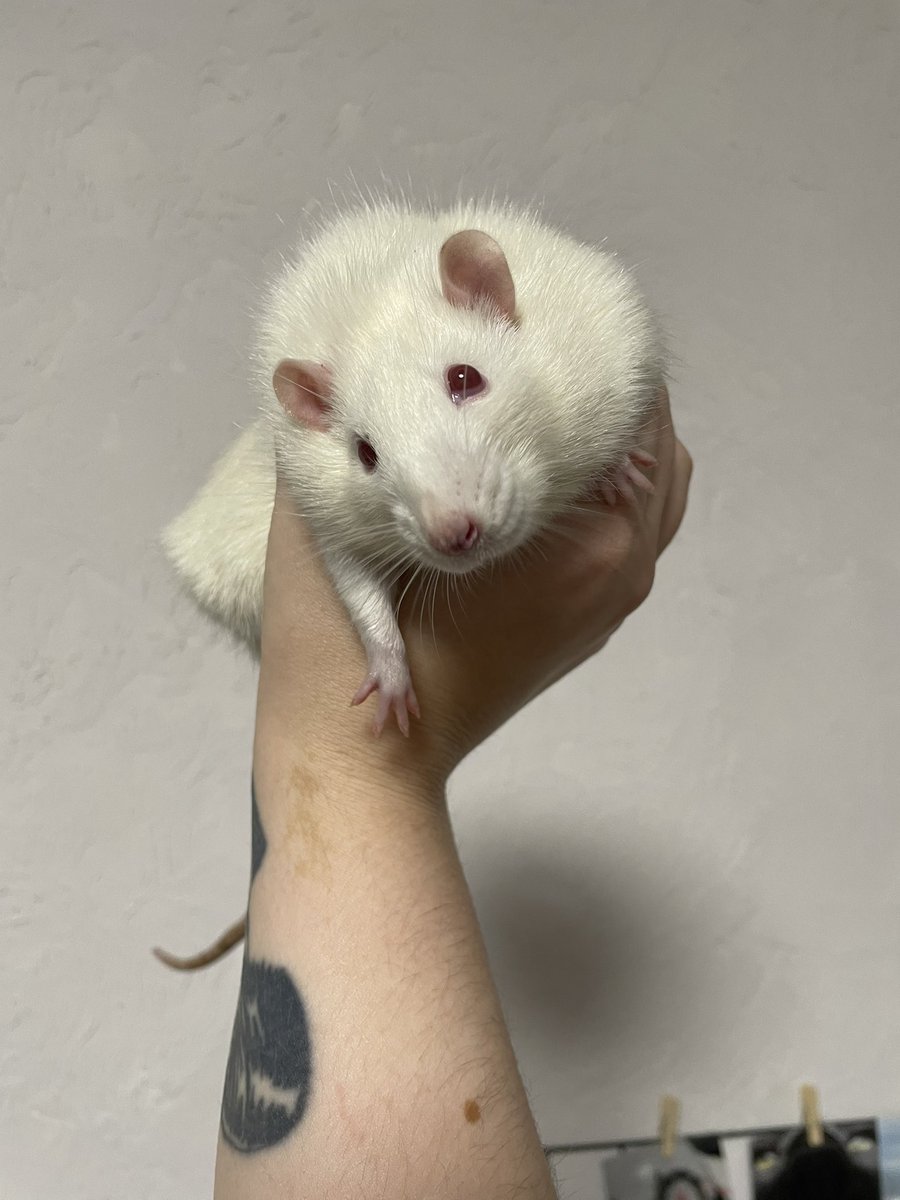 Ці сережки створені в памʼять про неймовірного пацючка Лестата, який був чудовий і лагідним до останніх днів.

Зроблені з додаванням місячного каміння та підвіски маленького пацючка. Швензи можна замінити на кліпси.

430 грн

Всього 5 пар. 20% з продажу піде в фонд <a href="/Ratlovers_ua/">Ratlovers</a>