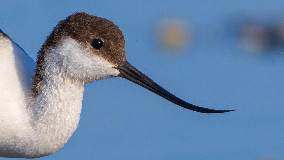 trakus.org / Türkiye'nin Anonim Kuşları tweet media