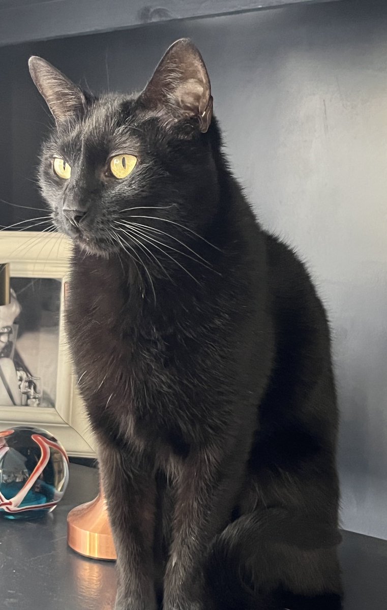 Decidió que ahora solo posa como el gato de Gayer - Anderson.

lanacion.com.ar/salud/la-histo…