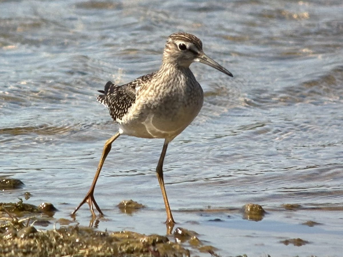 Good wader passage today at Sker Point &amp; Kenfig NNR. Whimbrel, 3 Golden Plover, 50+ Sanderling, Sker rocks at high tide.Black-tailed Godwit, Little Stint &amp; Wood Sandpiper on the east shore of pool, latter 2 flew north at 1.30. Also 2 Wheatear and 6+ Yellow Wagtail.