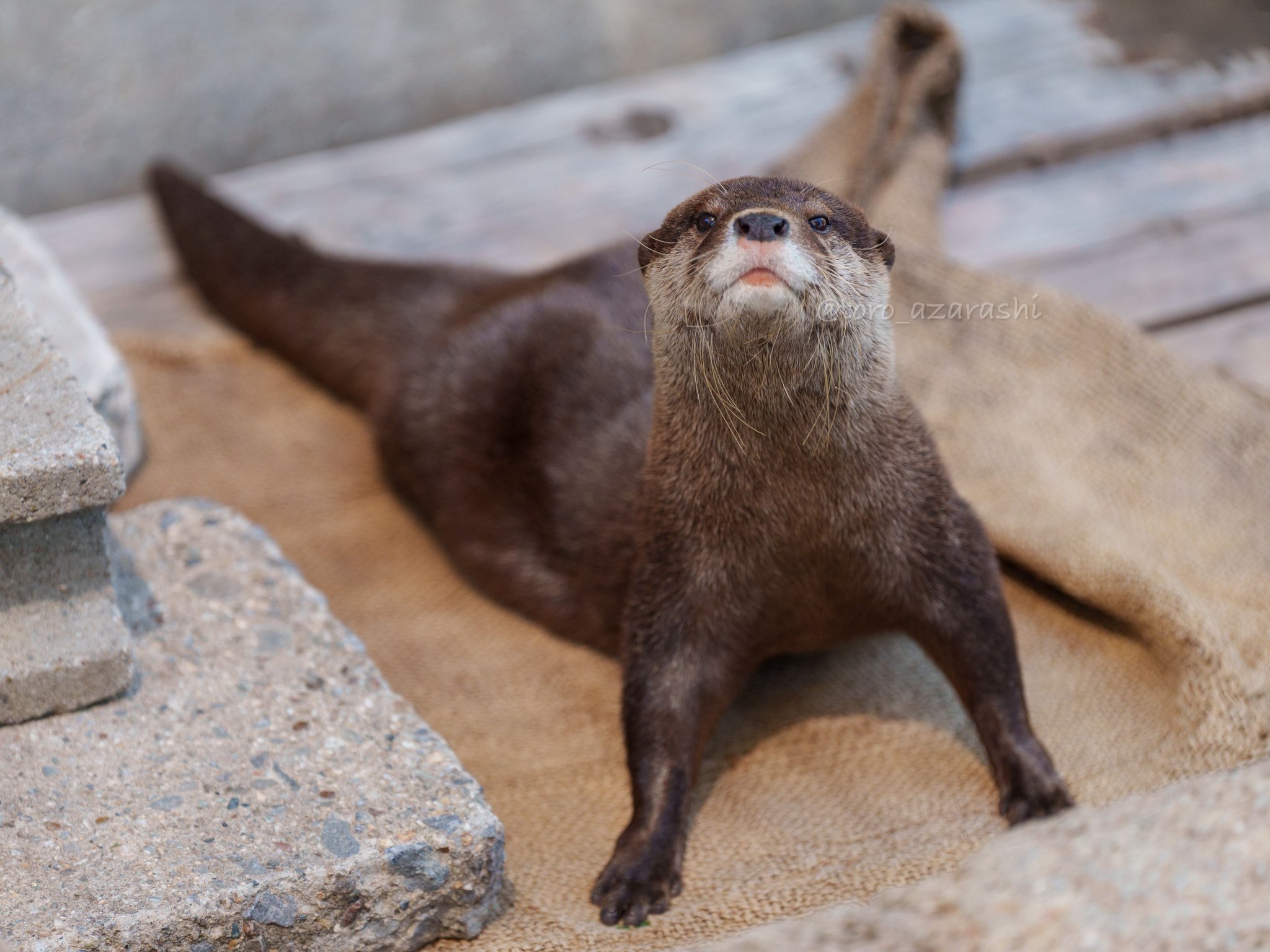 コツメカワウソ コツメカワウソ。 いつも忙しないコツメカワウソ😅 📷️2025.5