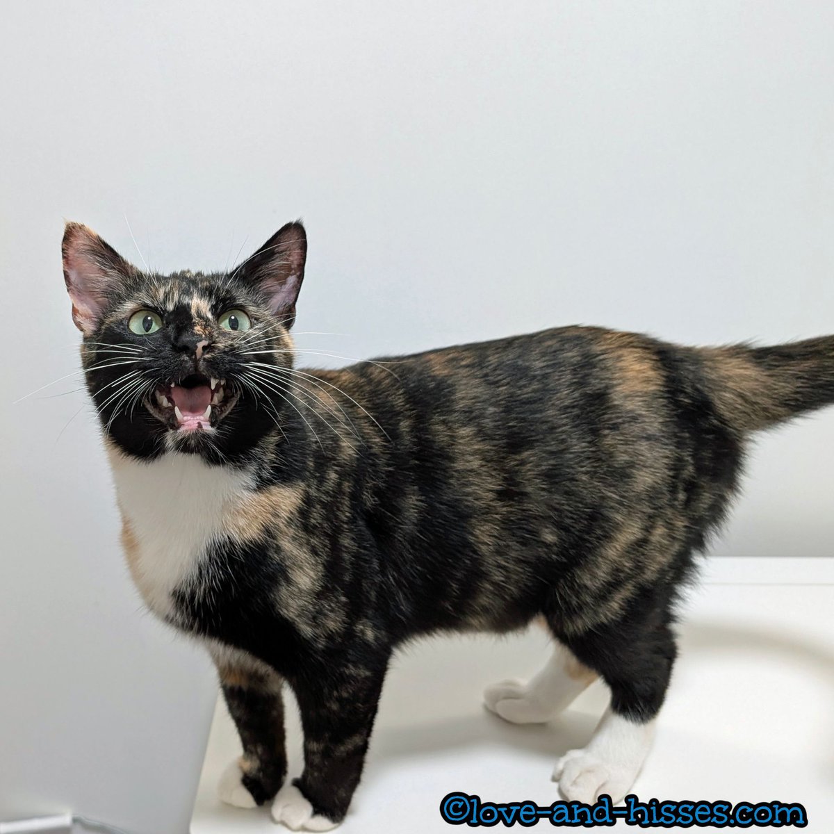 NOW ACCEPTING APPLICATIONS: Lilia is going tomorrow for her last vaccination and her microchip (she's already been spayed, of course).  She is VERY playful and would do best in a home with at least one other playful cat to play with. Email Forgotten Felines at info@ffhsv.org.