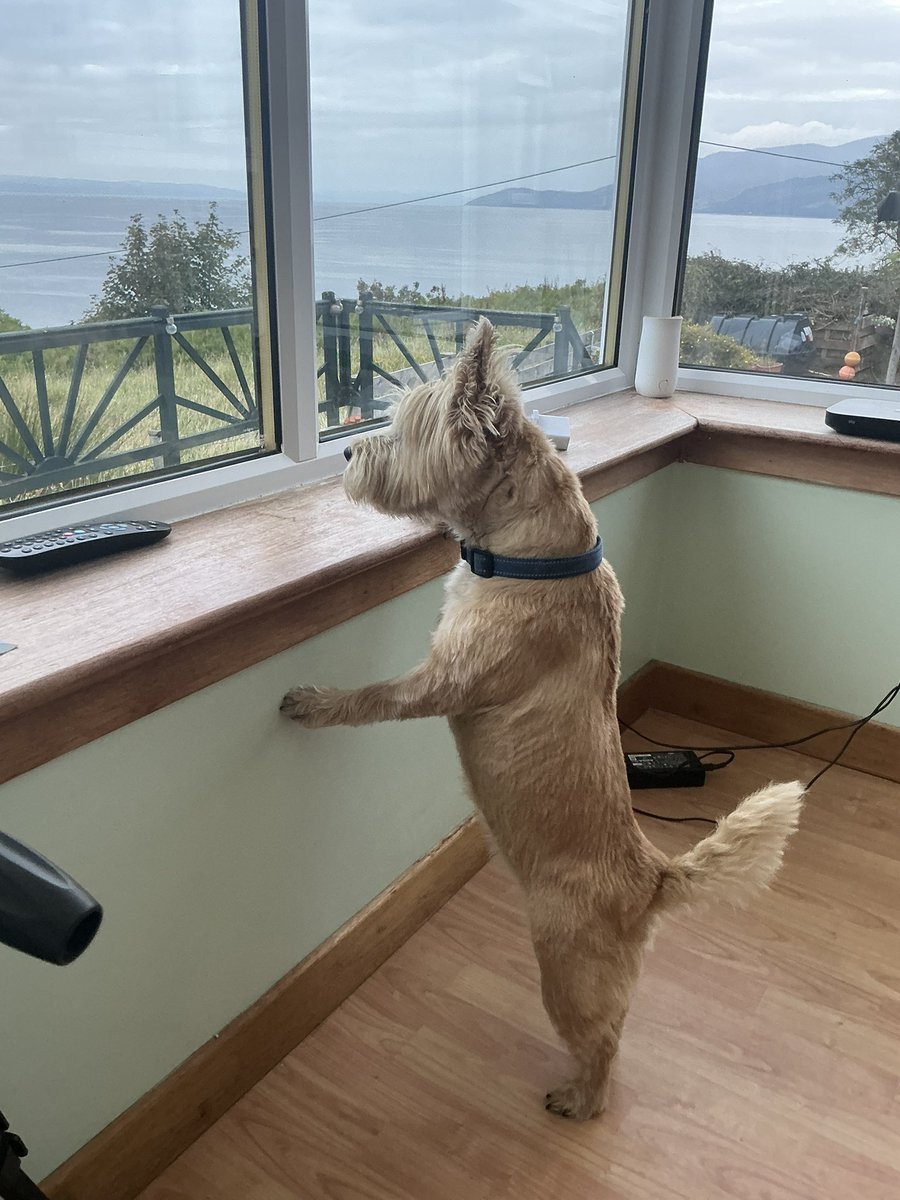 ChainyMac's tweet image. Skye checking out the view from her new back door.