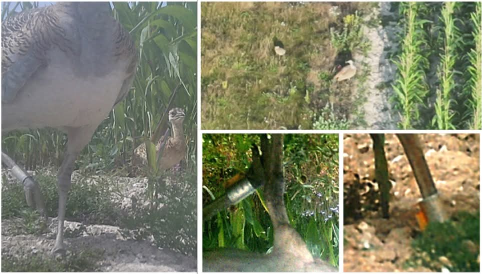 Great Bustard Group tweet media