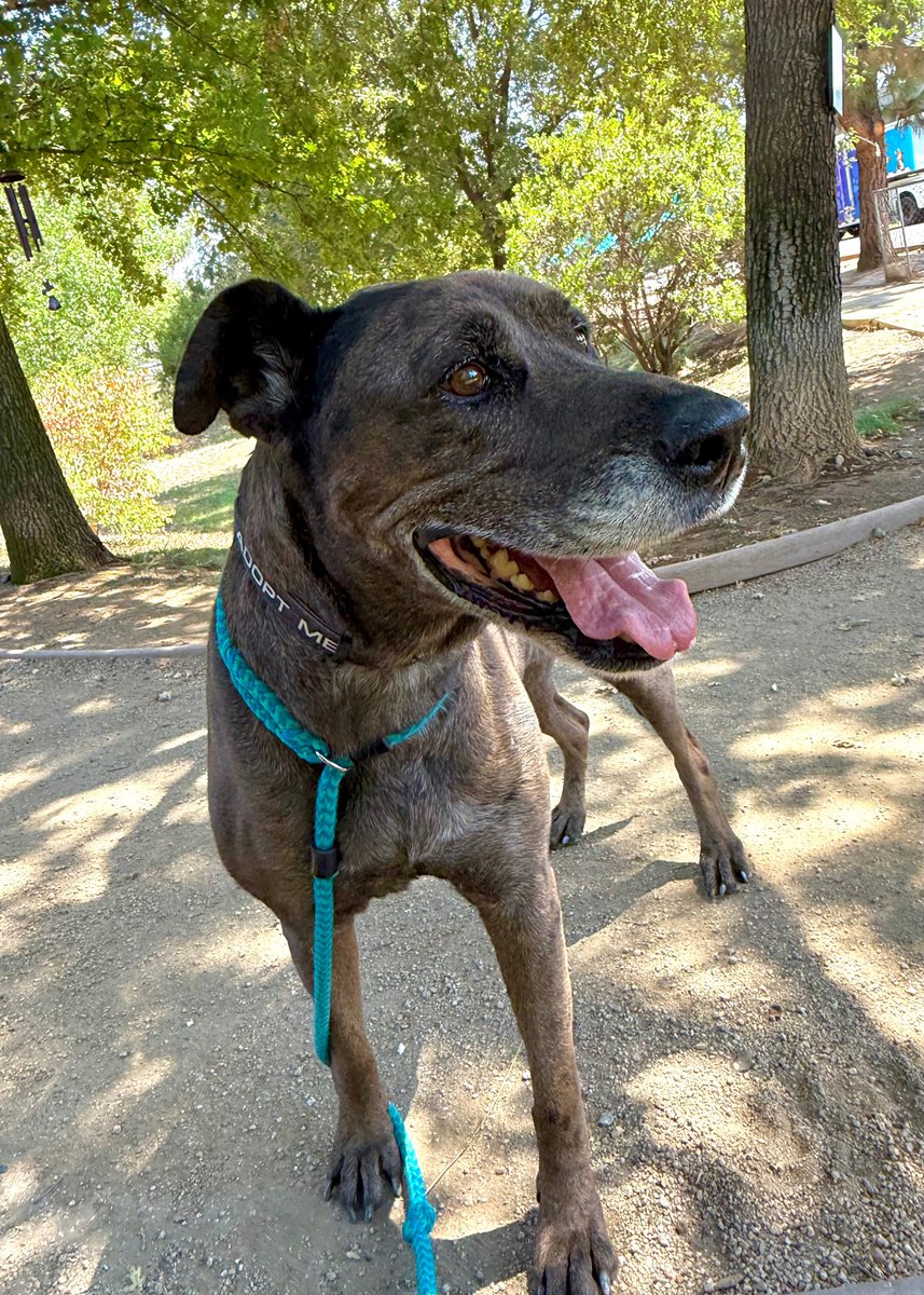 🐾 Meet Fiona! This 7-year-old Great Dane is a gentle giant who walks like a dream on leash 💙 She’s sweet, social, and may even love a doggy friend.

Think she’s your match? Bring your pup for a meet &amp; greet today! ✨
📍 Bradshaw Animal Shelter | ID# 828429