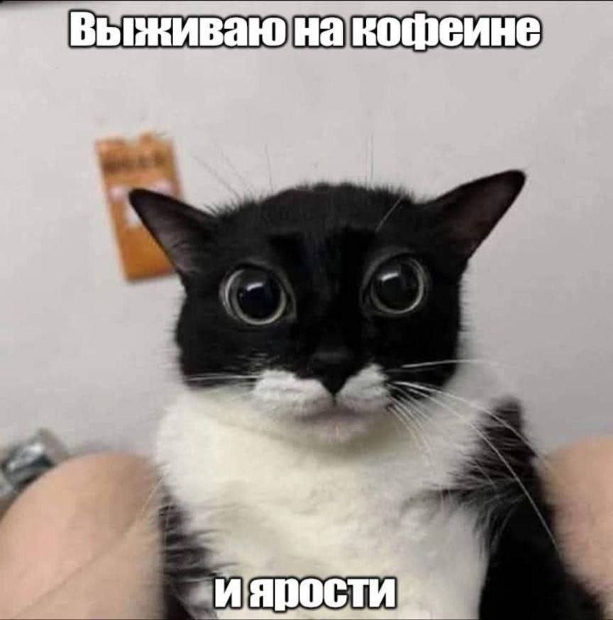 catsilcats's tweet photo. https://t.co/YaNZ2IgClG