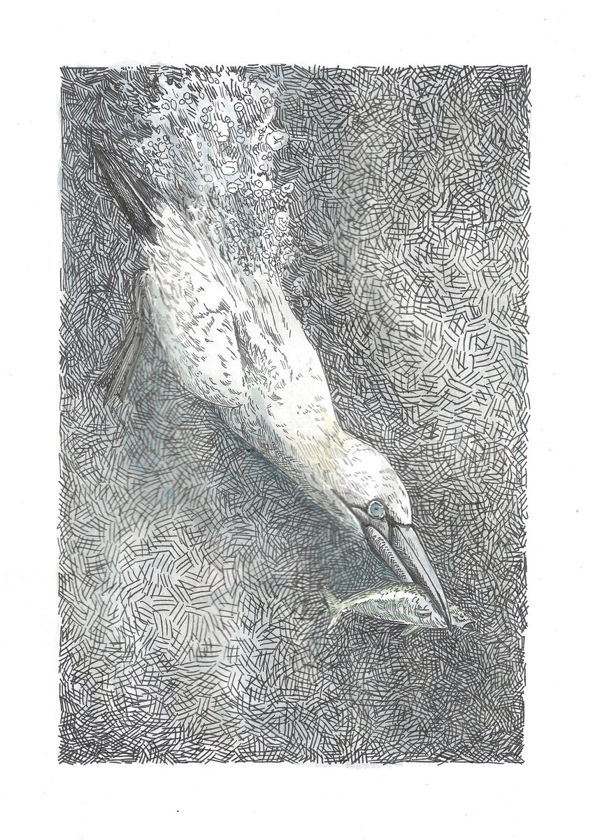 Vandaag maakte ik ook een Jan van Gent.

‘Hoezo ‘onze’ vis’ 
29,7 x 21 cm
Inkt en aquarel op papier 

Delen is lief