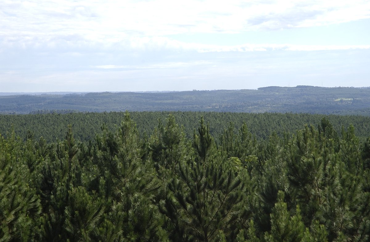 #Politica #Economia 
Estabilidad económica, logística competitiva y resolución judicial de Ley de tierras serían las condiciones que se requieren para atraer grandes inversiones foresto-industriales argentinaforestal.com/2025/08/24/con… 
<a href="/AfoaArg/">AFOA</a> <a href="/FAIMAargentina/">FAIMA</a> <a href="/LuisCaputoAR/">totocaputo</a> <a href="/JMilei/">Javier Milei</a>